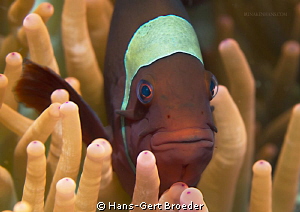 Orange- fin anemonefish

 by Hans-Gert Broeder 